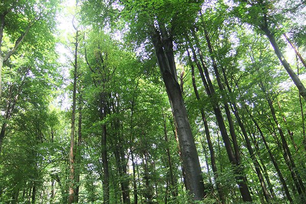 Herbstliche Natur am Württemberg