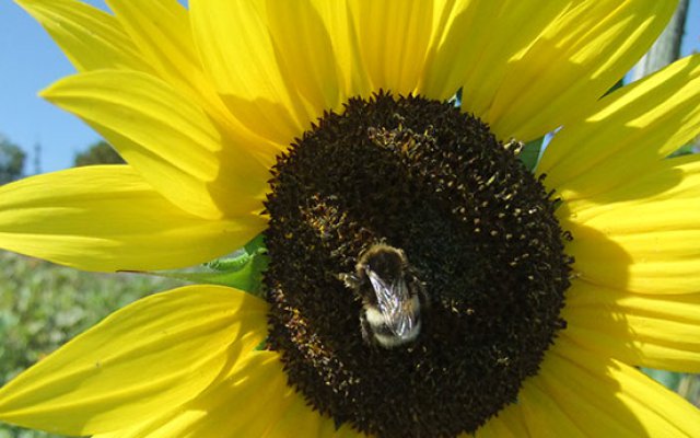 Sonnenblumen und Herbststimmung
