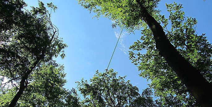 Wald im Winterlicht bei Rotenberg
